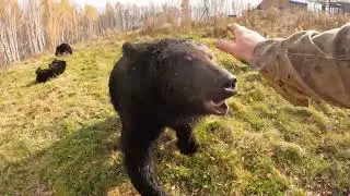 Невоспитанные малолетки. Медведи.