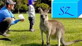 Zoo animals at the Symbio park Sydney Australia NSW. Kangaroo, Koala ...