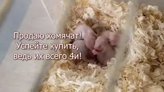 Продаю хомячат