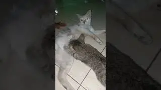Big Cat Drink Mom Milk