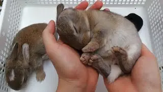 3 Cute Little Rabbits - Animal Video