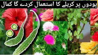 Using bitter gourd will give new life to your plants / podo ko keero say bchanay ka asan or ssta hl.