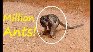 Million Bite Million Pity ! So So Pity ! Red ANTS  bite Baby Polyno hurt itching till fall from high