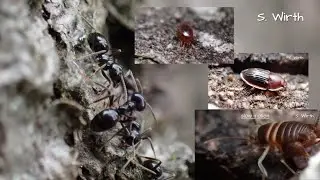 Ant cricket and beetle Amphotis marginata in a nest of Lasius fuliginosus