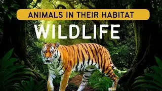 Exploring Safari Animals in Their Habitat | Wildlife documentary