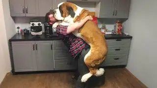 When Your Big Dog Truly Believes That Hes a Baby! 🤣 Funny dog videos 2024