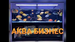 Прибыльное хобби или Аквариумистика как бизнес! Мои ошибки и что не нужно делать!