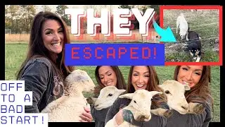 Our Fencing FAILED! Did We Lose All Our Livestock??? | Starting A Katahdin Flock