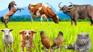 Farm Animal Life: Sheep, Chicken, Cow, Dog, Cat, Duck, Pig, Goat,Buffalo, Horse - Farm Animal Sounds