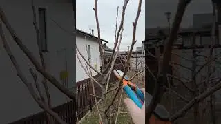 🌳КАК ОБРЕЗАТЬ МАКУШКУ У ГРУШИ🍐#обрезка #сад #ГРУША