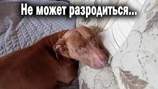 Кияре плохо... не может разродиться... Прогулка с питбулем Арабом, на нас вылета страшная собака !!!