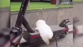 Смешные собаки 001. Funny dogs 001.