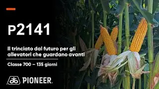 P2141: il mais da trinciato del futuro, per gli allevatori che guardano avanti