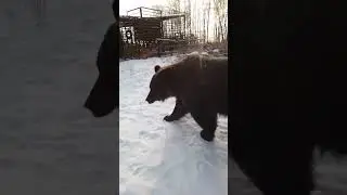 У медвежат завтра праздник.
