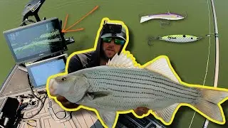 HOT Fishing Tips for HOT Kansas Weather!! (Reaction Bites)