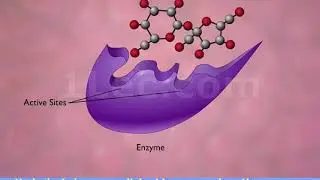 Enzyme Action and the Hydrolysis of Sucrose