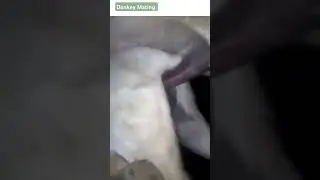 Donkey mating #matting #shorts
