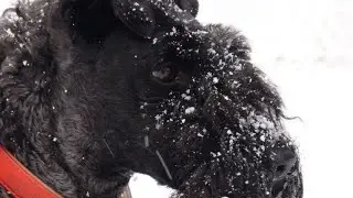 Керри блю терьер: Зима в Валуево / Kerry Blue Terrier: Winter in Valuevo