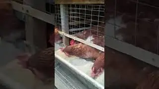 Комбикорм. Несутся зимой