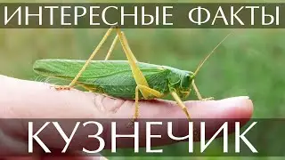 Кузнечик - интересные факты