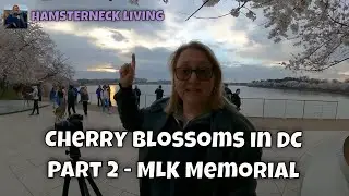 Unbelievable Cherry Blossom Photos at Martin Luther King Jr Memorial Statue - Part 2!
