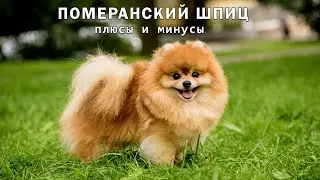 ПОМЕРАНСКИЙ ШПИЦ. Плюсы и минусы Pomeranian Spitz