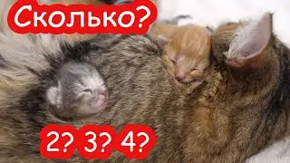 VLOG Сколько детей родила Мурка. Кто выиграл спор