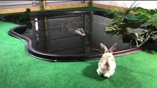 #viral