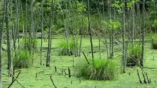 Birds Singing in Swamp - soothing sounds