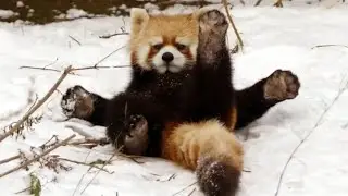 ТОП 5 Лучшие видео. Красная панда и первый снег. Red Panda and snow.