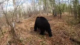 Медведи гоняют меня по речке.