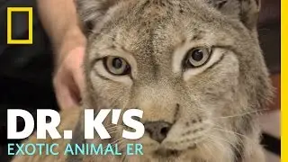 Dr. K's Exotic Animal ER - Trailer | Dr. K's Exotic Animal ER