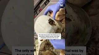 Coyote With Bucket Stuck on It’s Head Rescued From Flooded Field