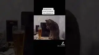 Кот алкоголик