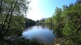 Dawson, Cocker Spaniel at Lochan- Glencoe Scotland (2/2)