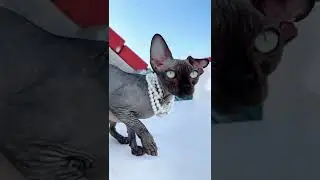 Разве это породистая кошка что с ухом