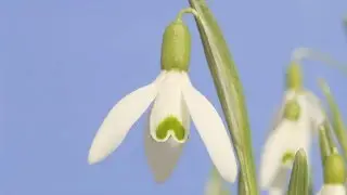 Нежный Подснежник - Наталия Лансере - детская песня / Gentle snowdrop - children's song - Lansere