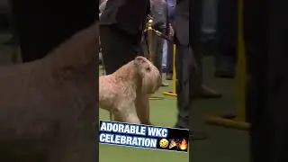 Soft-coated Wheaten Terriers know how to CELEBRATE 🤣🎉🔥 #Shorts #WesminsterKennelClub #WKC