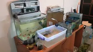 Запуск 2-х аквариумов по 200 литров! Обзор по разводне! Ну и опять я с вами!