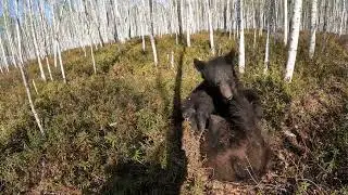 Прекрасное сейчас время для медведей.