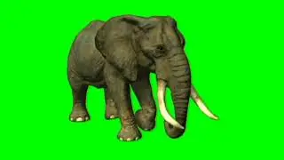 Green Screen Elephant Copyright free/Elephant Green Screen/GS Characters Animation