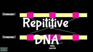 Repetitive DNA | Interspersed Elements | Satellite | Minisatellite | Microsatellite |