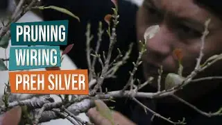 Pruning dan Wiring Bonsai Preh Silver Bersam Mas Ciplux Bonsai Dan Kawan-Kawan