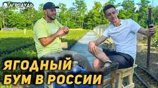 Новый ягодный бум в России! Импортозамещение и экспорт саженцев в Турцию