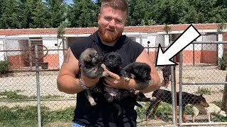 You’re Gonna Fall in Love with These Puppy Legends – Now Up for Adoption!
