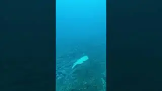 Scuba Diving at Kiama - March 2024