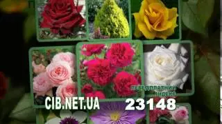 Сельский Вестник Украина - Каталог троянд, багаторічних ліан для саду