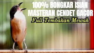 MASTERAN CENDET GACOR SUARA MEWAH FULL TEMBAKAN BONGKAR ISIAN