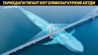 Тарихда Бунакаси Булмаган Ушбу Гигант Китдан Олимлар Хайратда