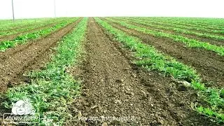 Междурядная культивация поливного арбуза, кпш-3